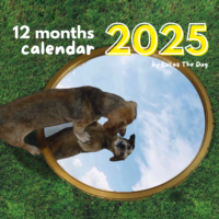 2025 calendar lucas the dog