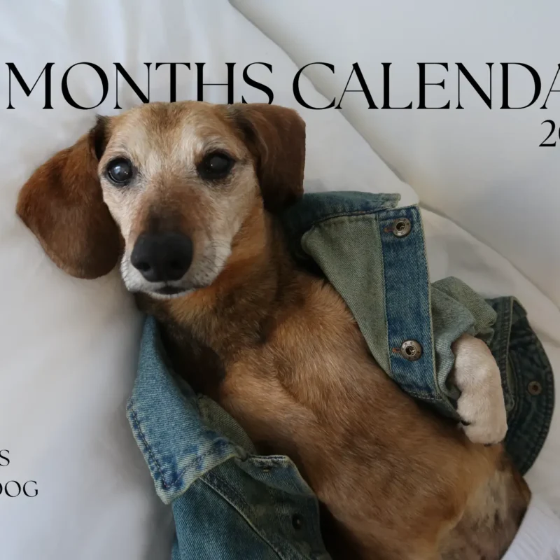2026 CALENDAR - 12 MONTHS - BY LUCAS THE DOG - IAMCALLLEDLUCAS